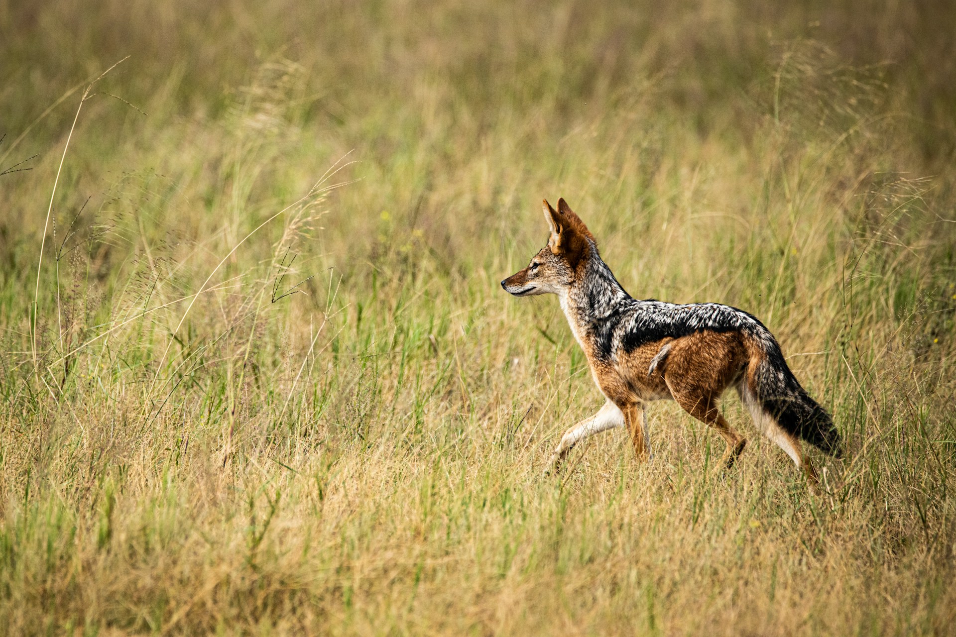 Schabrackenschakal auf der Jagd im hohen Gras der Savanne, Botswana