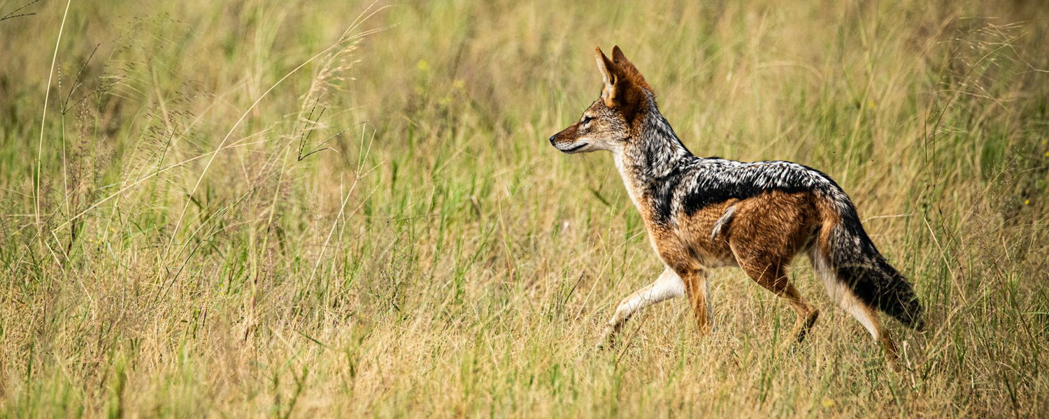 Schabrackenschakal auf der Jagd im hohen Gras der Savanne, Botswana