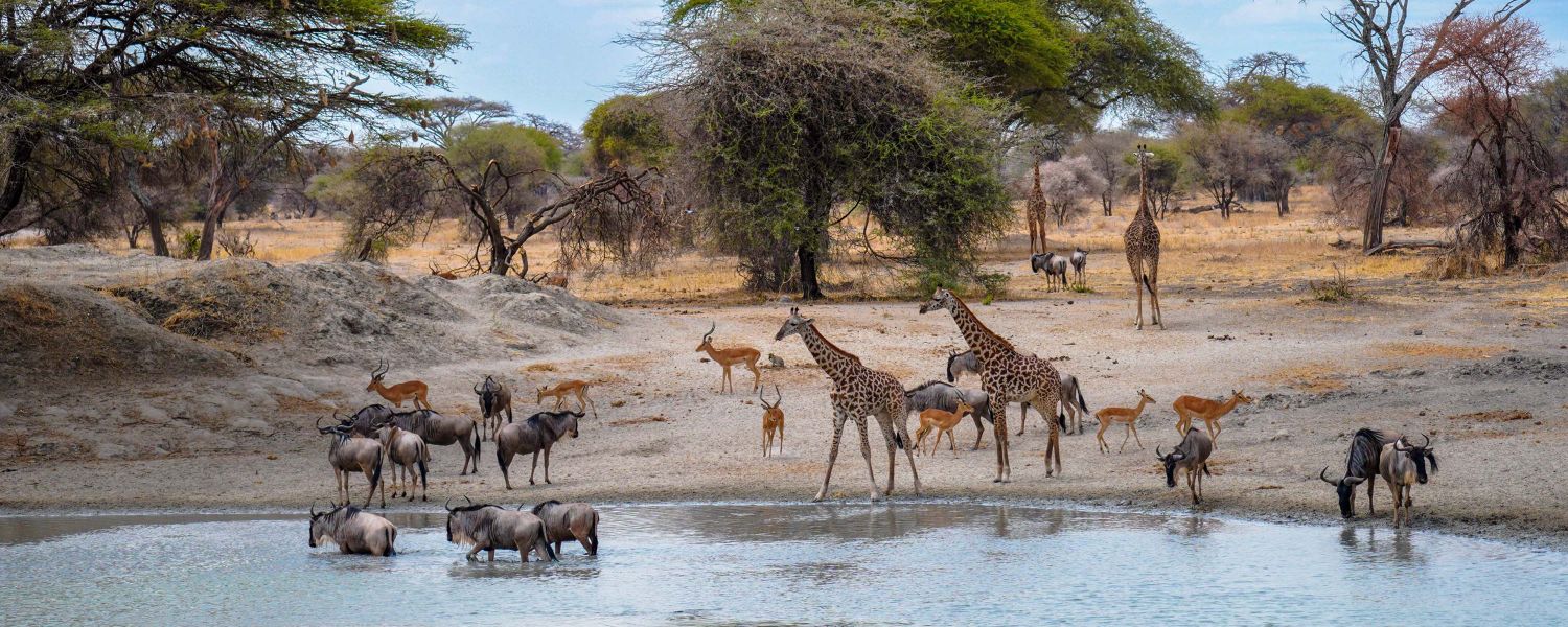 Giraffen, Gnus und Impalas versammelt an einem Wasserloch in Botswana