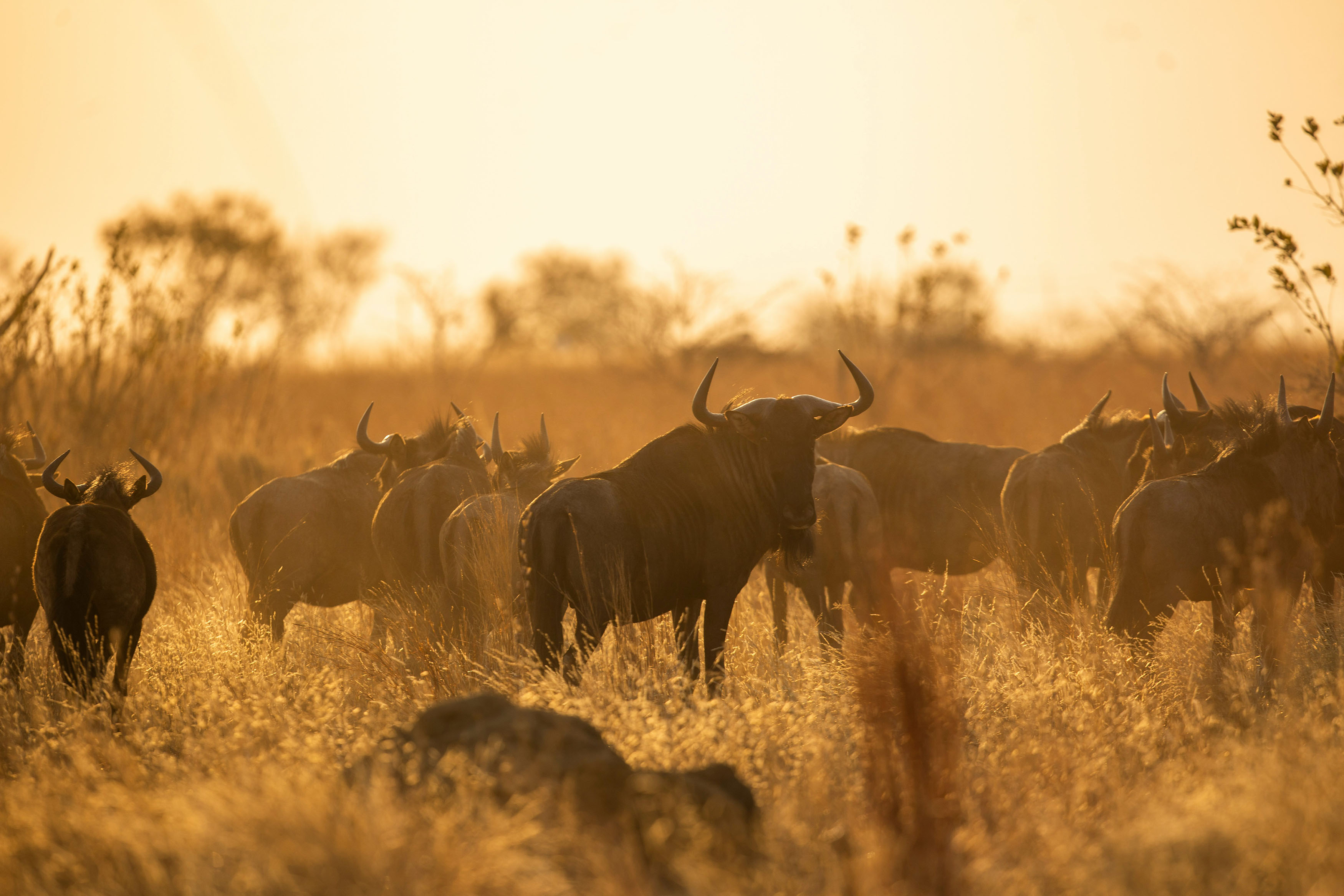 Herd of Wildebeest in golden light
