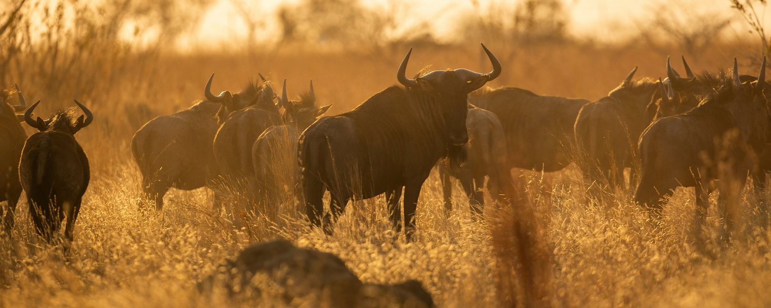 Herd of Wildebeest in golden light