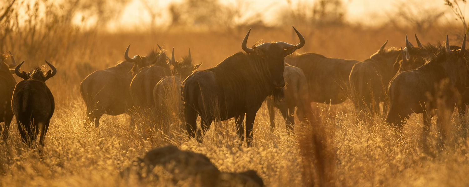 Herd of Wildebeest in golden light