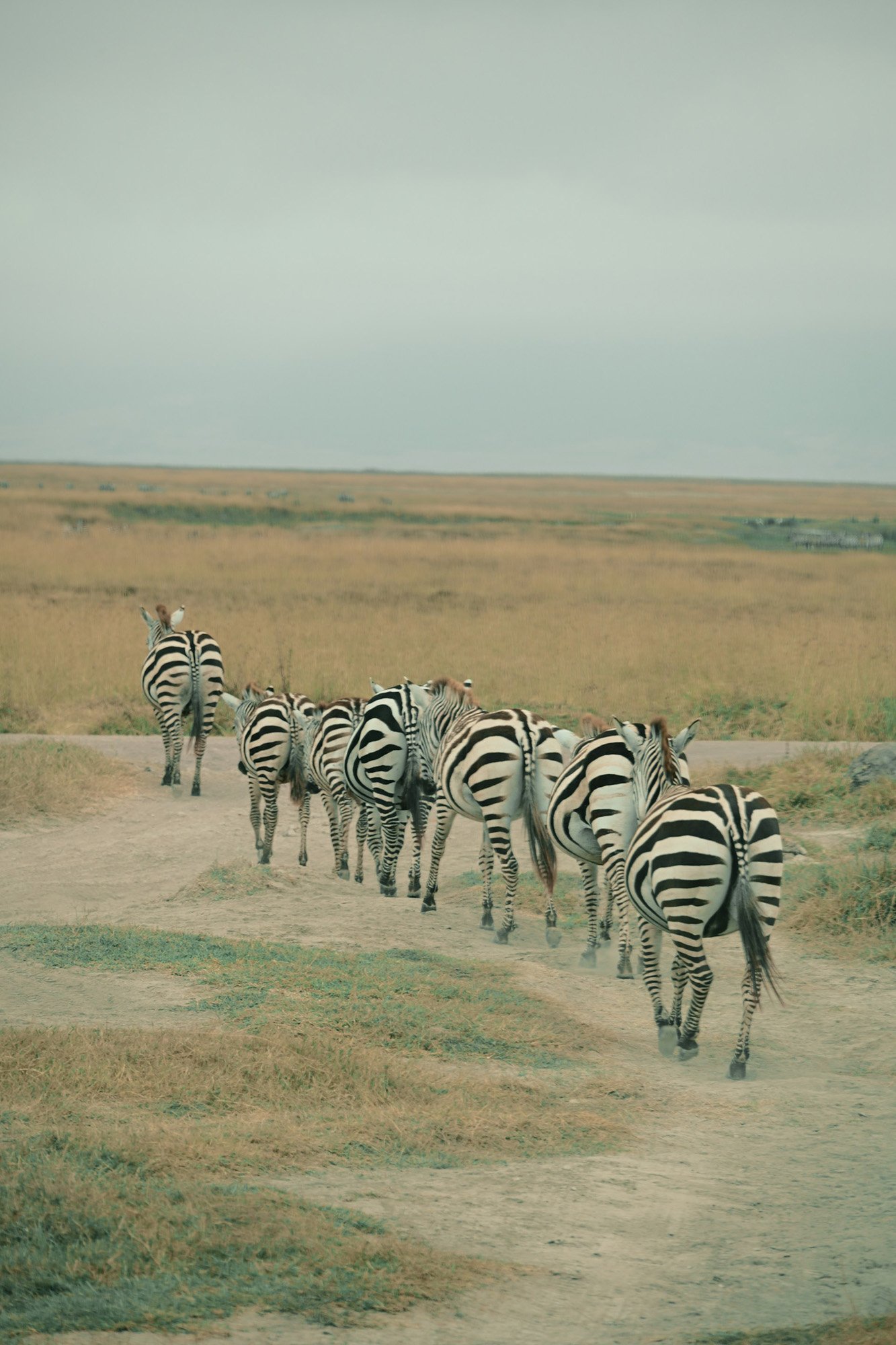 Zebras laufen im Gänsemarsch über einen Pfad durch die weite Ebene