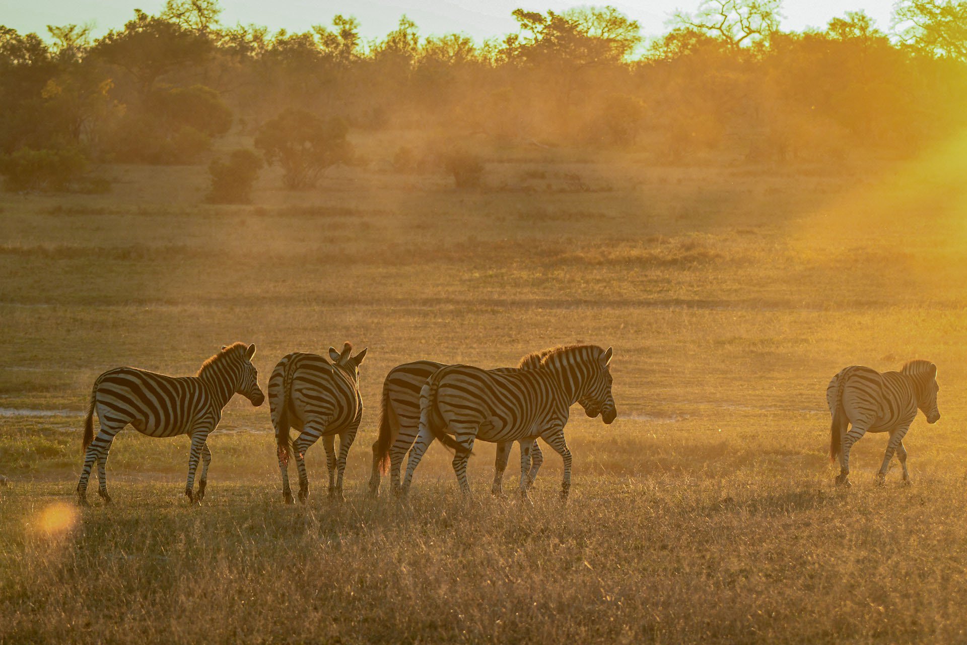 Zebras im goldenen Abendlicht, Staub im Gegenlicht