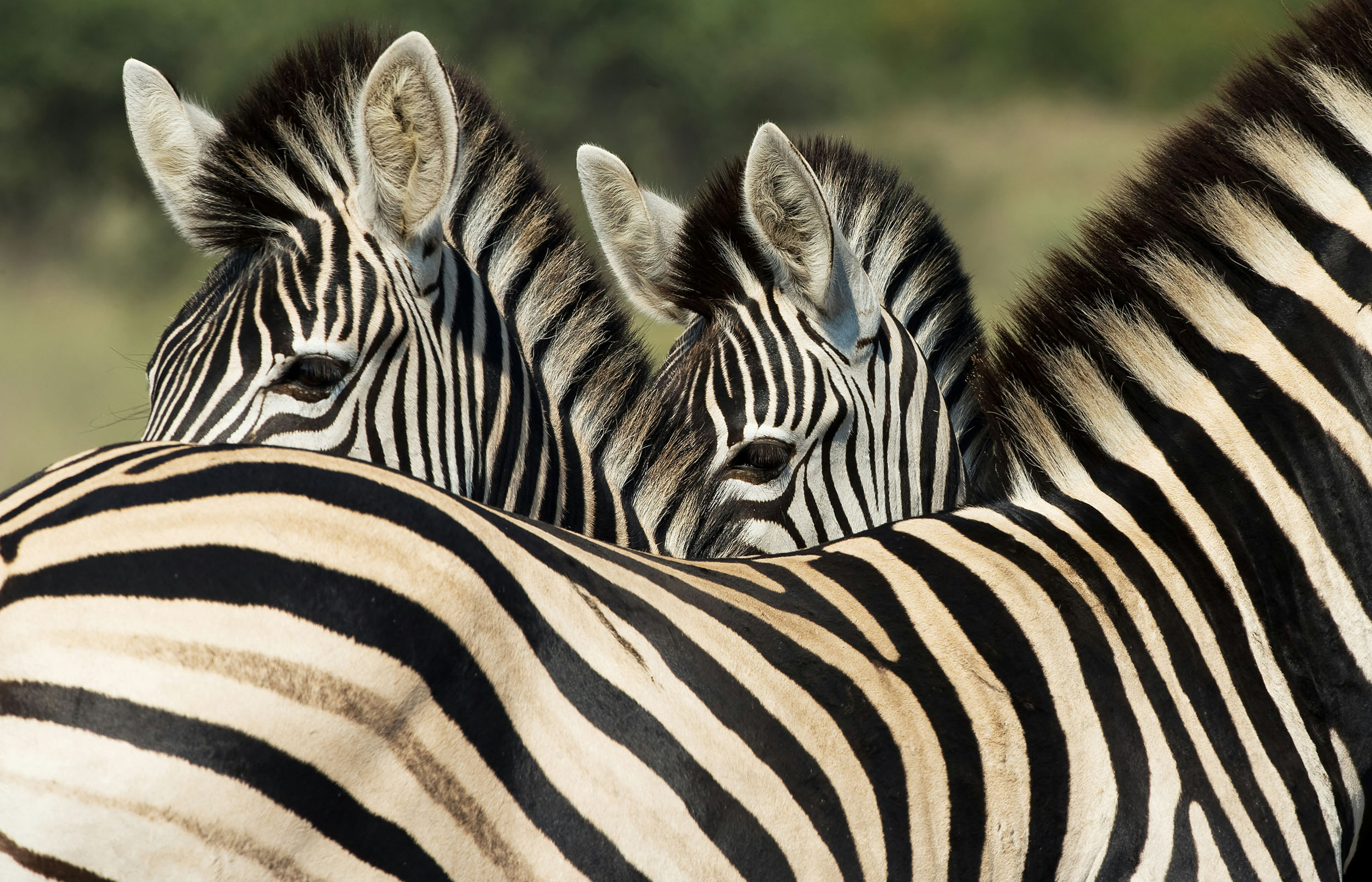 Three Zebras