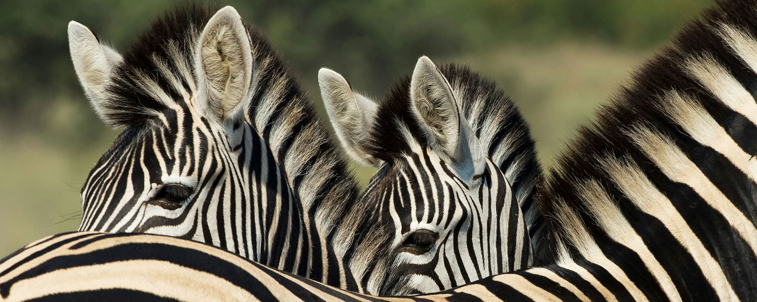Three Zebras