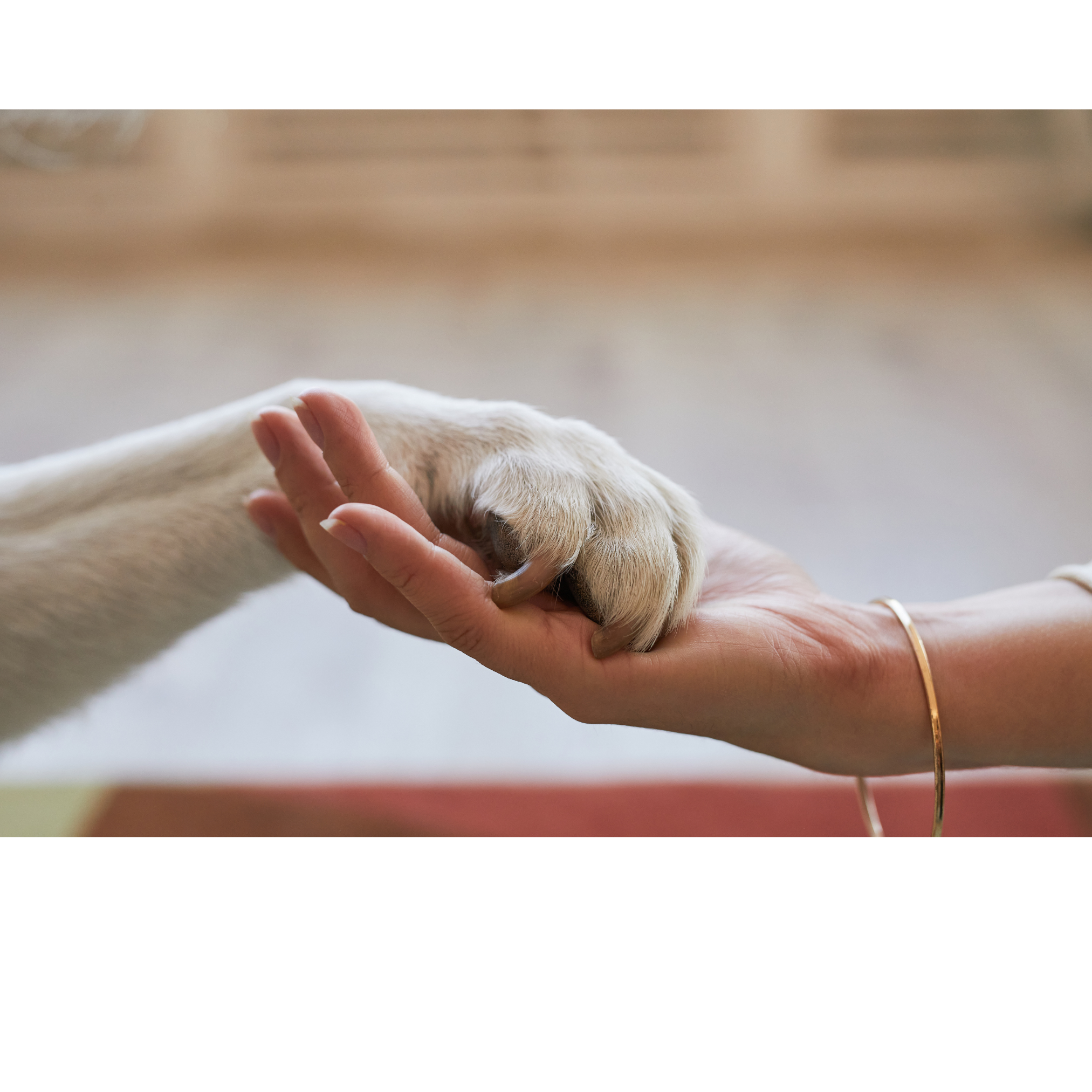 Pet Friendly