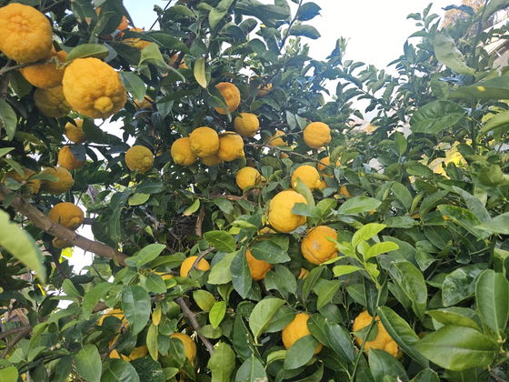 Garden - Cape Rough Lemon