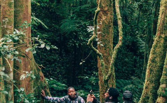 Magamba Rainforest & Mkuzi Waterfall