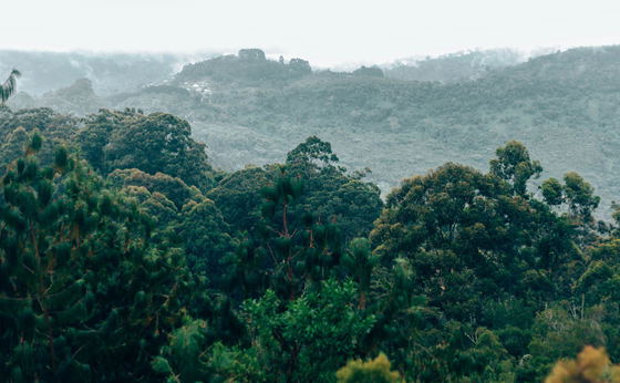 Magamba Rainforest & Kisasa Waterfall