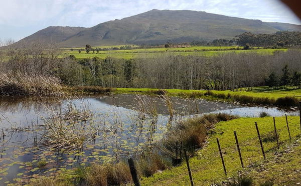 Restoring the renosterveld