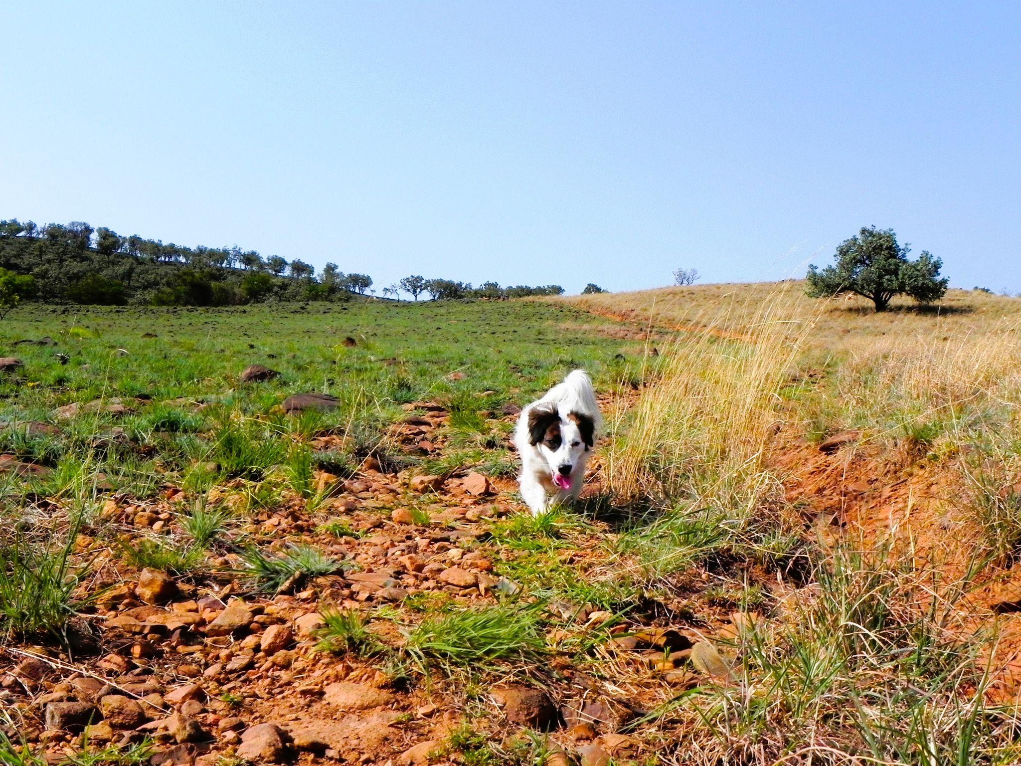 A True Paradise for Pets