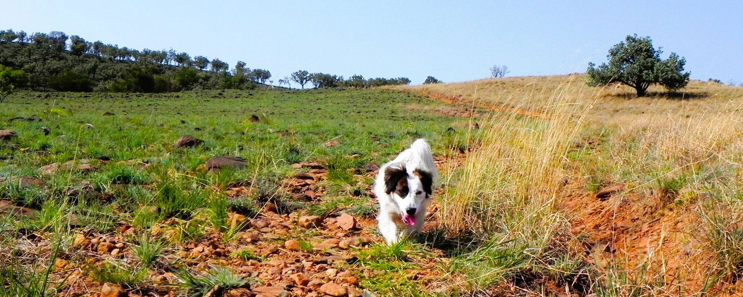 A True Paradise for Pets
