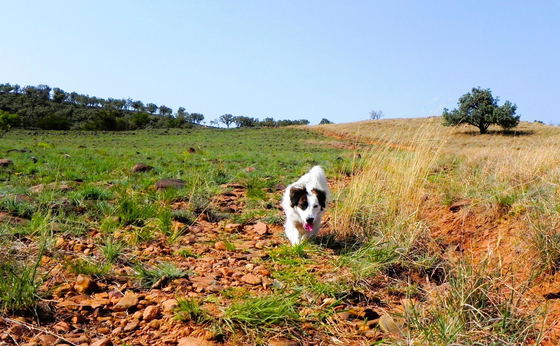 A True Paradise for Pets in Magaliesburg
