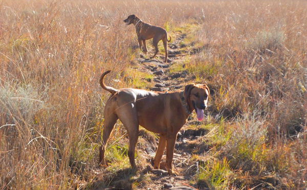 The Four-Legged (True) Bosses