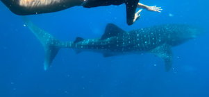 Ocean Safari Experience