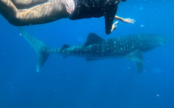 Ocean Safari Experience