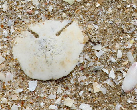 Pansy Island Trips