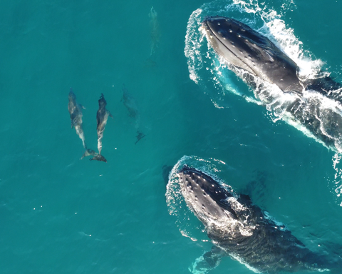 Ocean Safaris