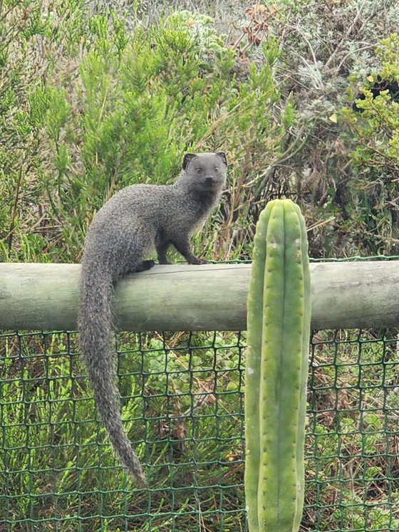 Mongoose spotted in the nature reserve