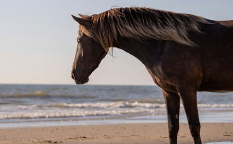 Beach Rides