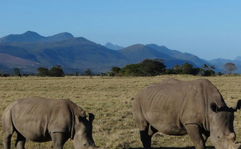 A rhino grazing on open grassland