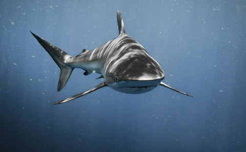 A shark swimming through deep blue water