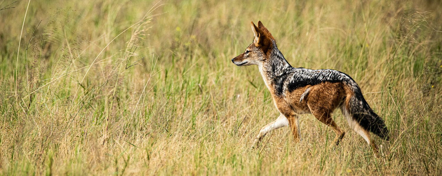 A jackal running through grass
