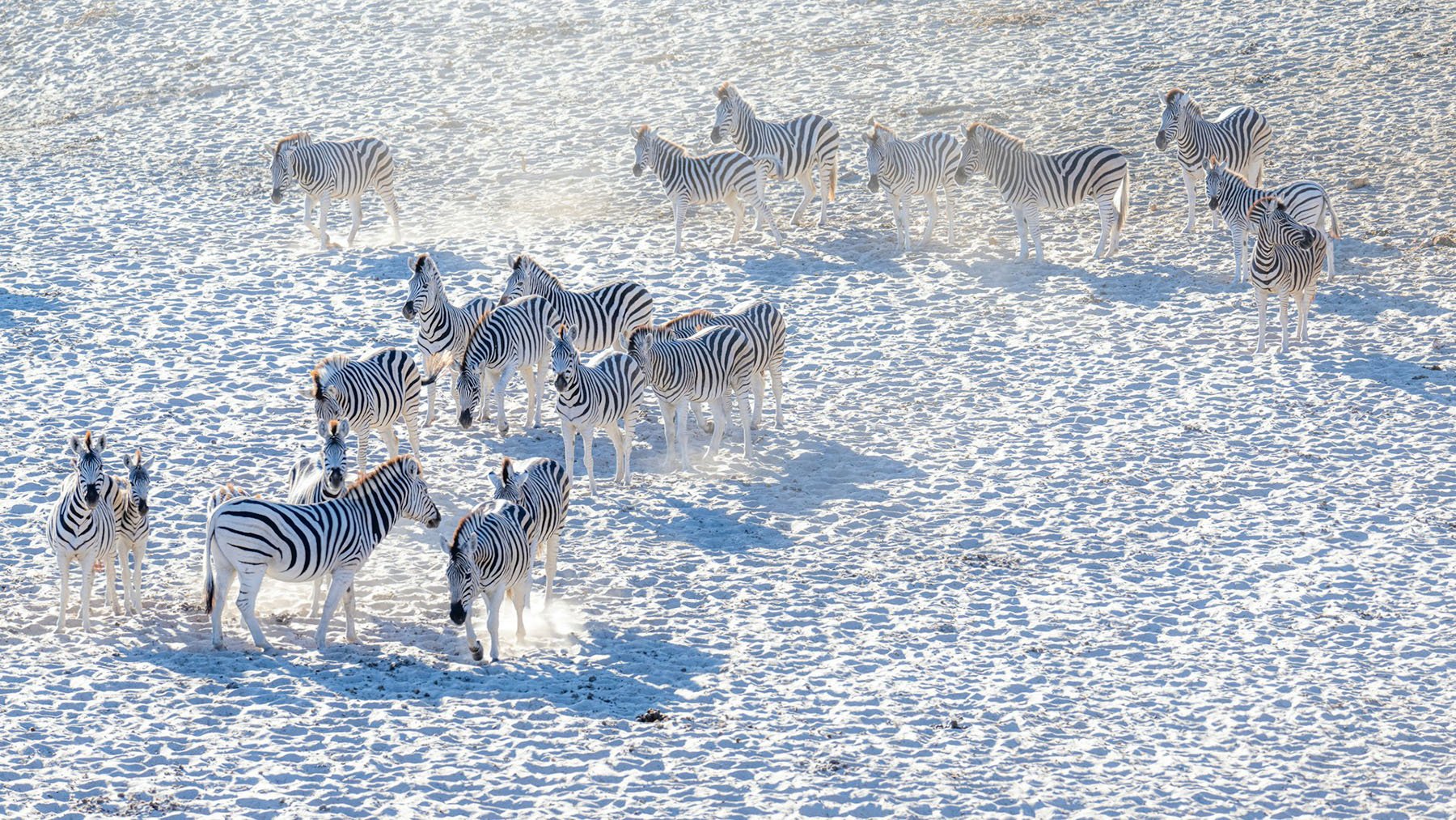 Aerial view of a large zebra herd standing on pale, sandy ground