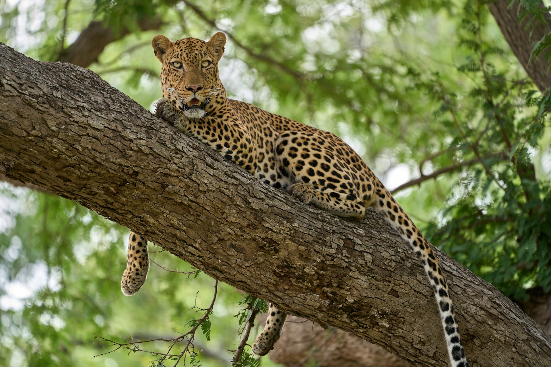 A leopard lying on a branch in a tree