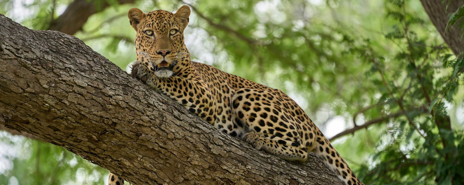 A leopard lying on a branch in a tree