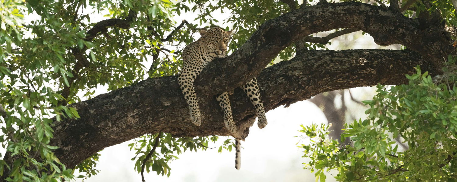 Leopard in a tree