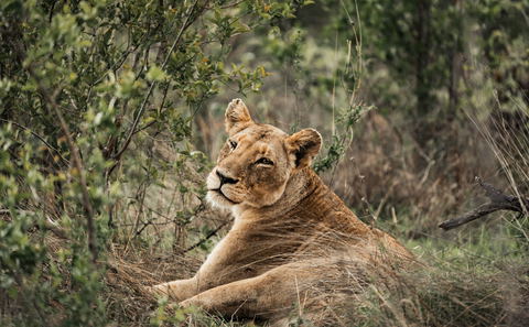 Protecting Nature