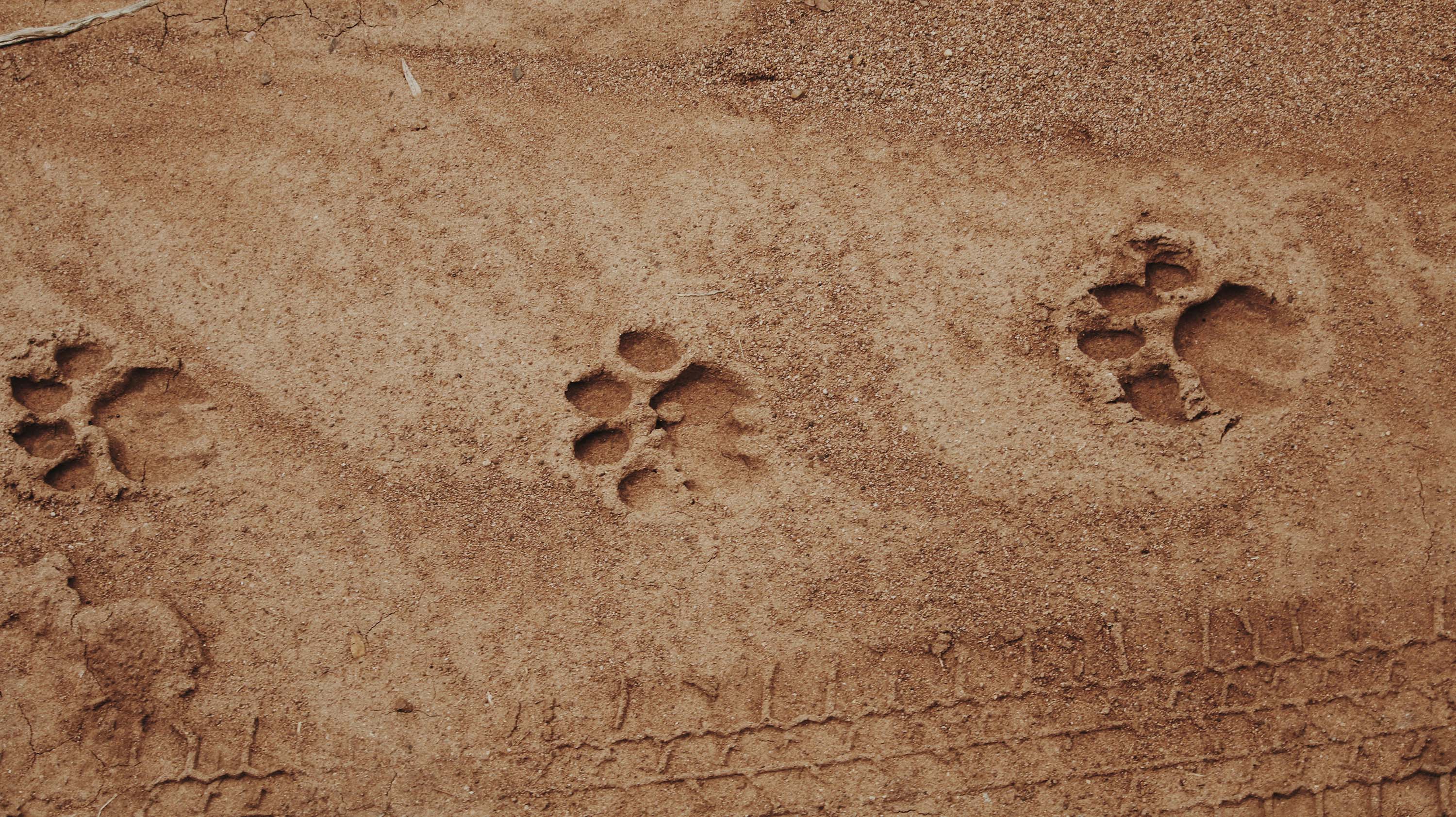 Lion tracks