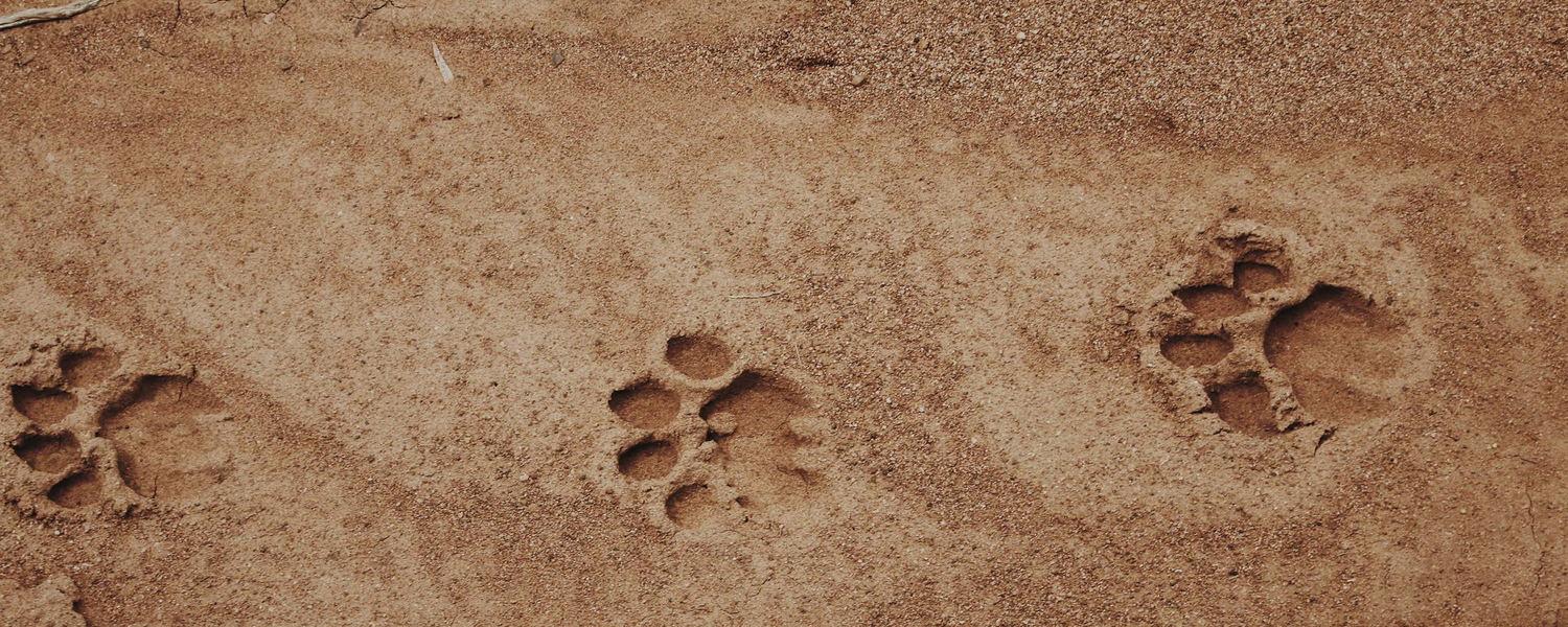 Lion tracks