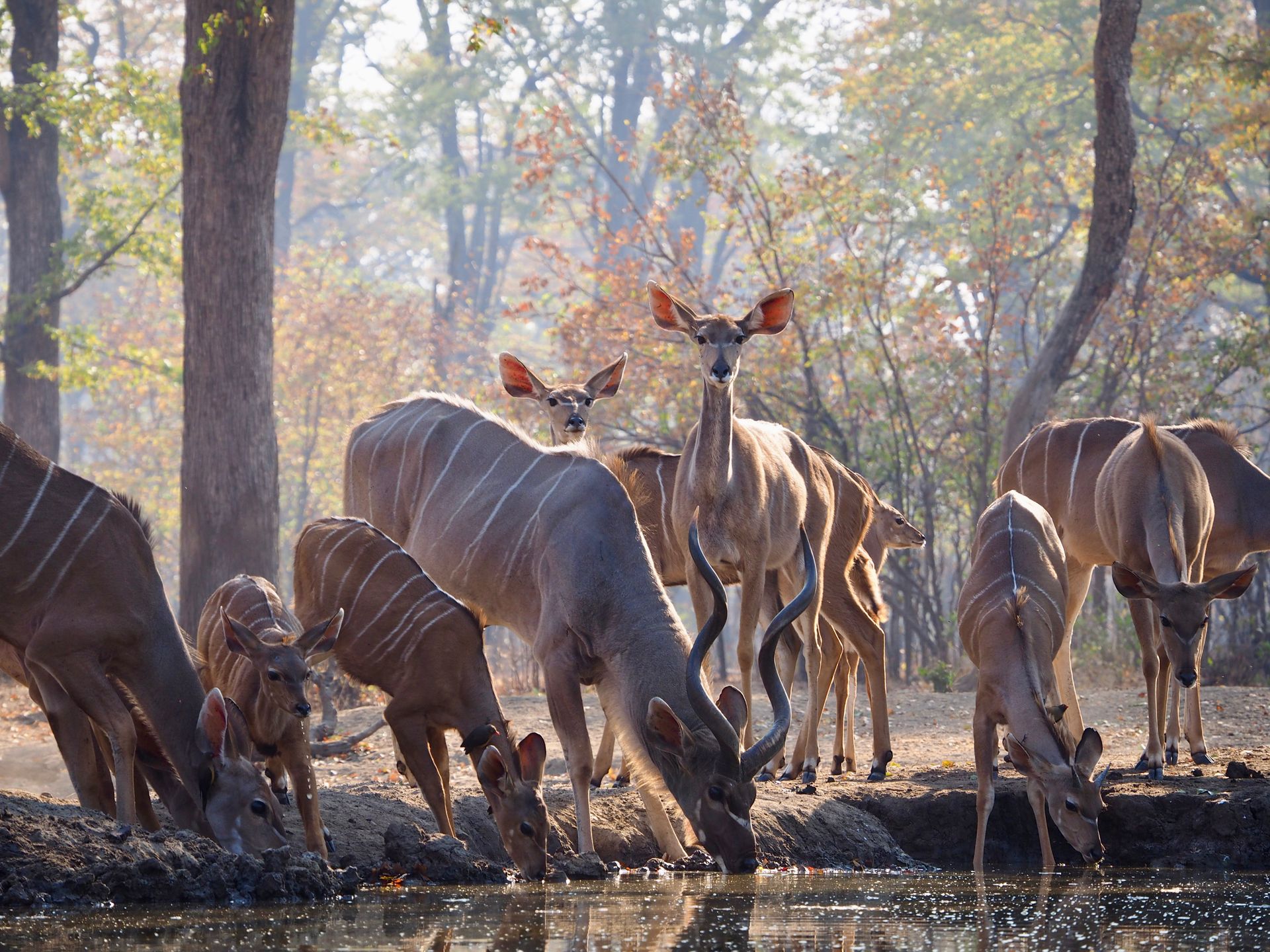 A herd of Kudus drinking from a waterhole