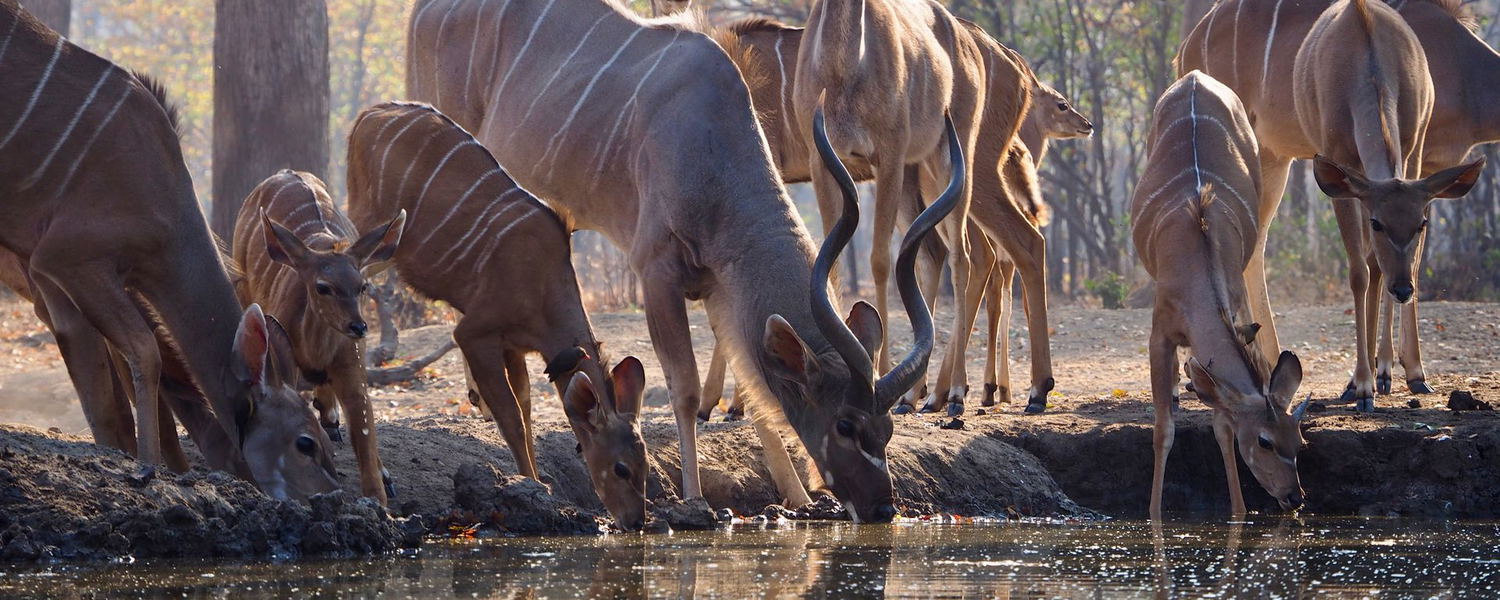 A herd of Kudus drinking from a waterhole