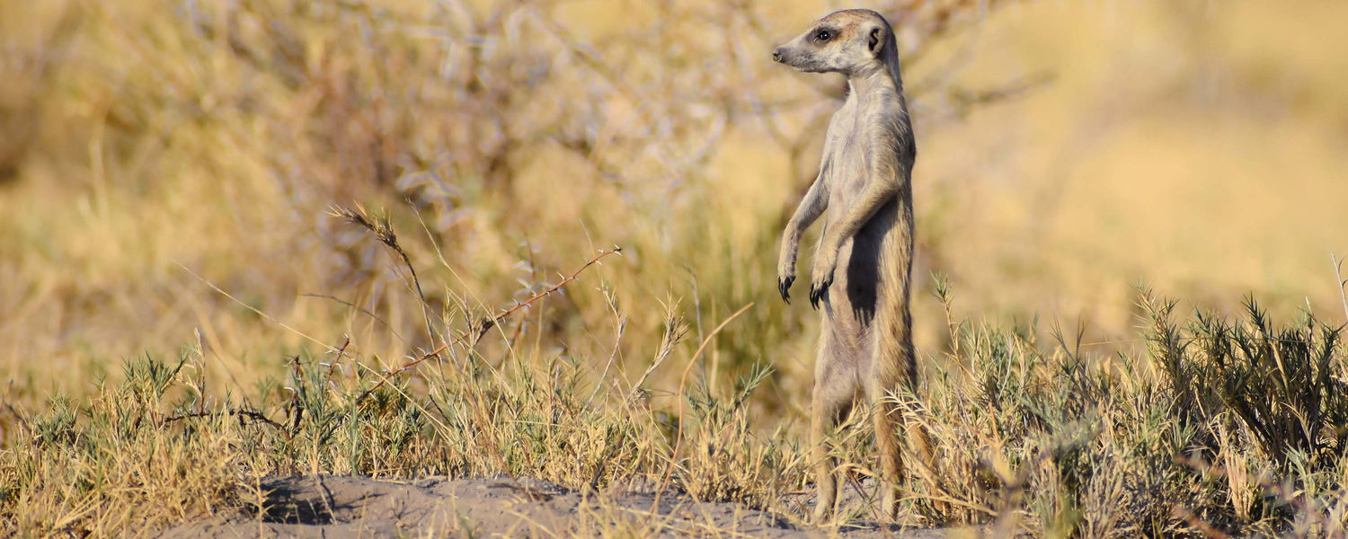 A meerkat standing in the grassland of the Kalahari