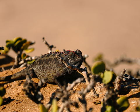Living Desert tour