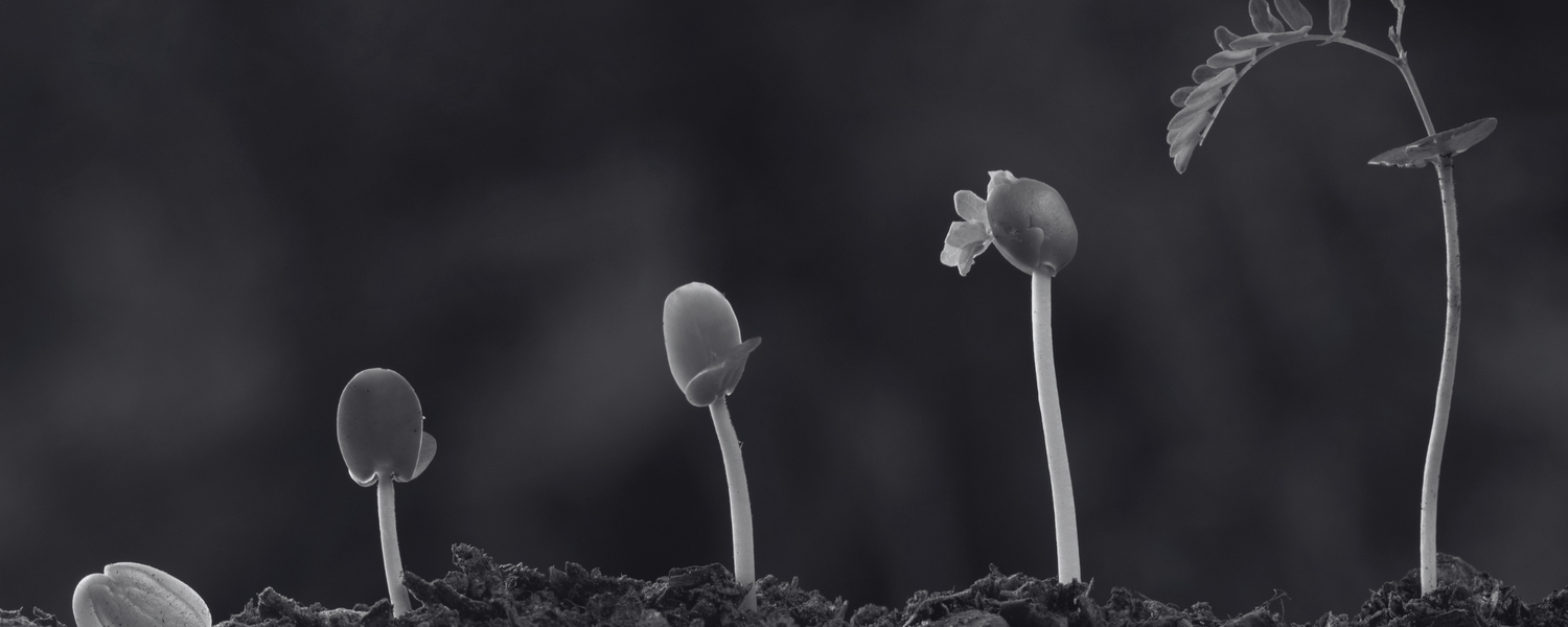 Growth That Creates Lasting Impact.