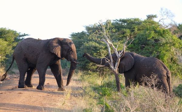 iSimangaliso Wetland Park – Eastern & Western Shores