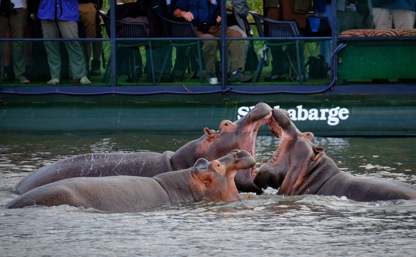 Boat Cruise on the St. Lucia Estuary.
