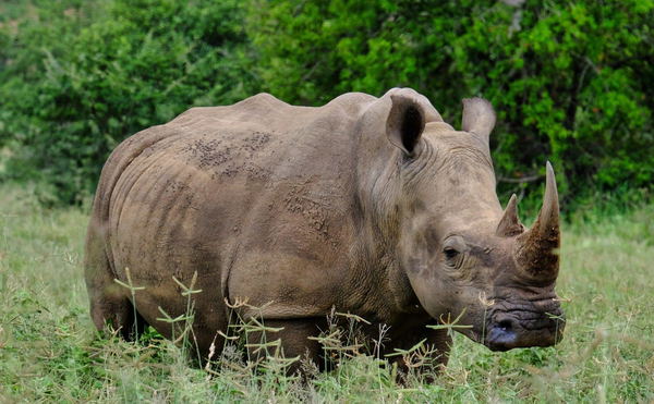 Hluhluwe- Imfolozi Game Park.