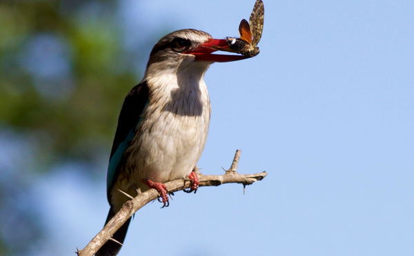 Birding & Walking trails.