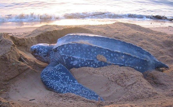 Night excursions to witness the turtles nesting on sandy beaches.