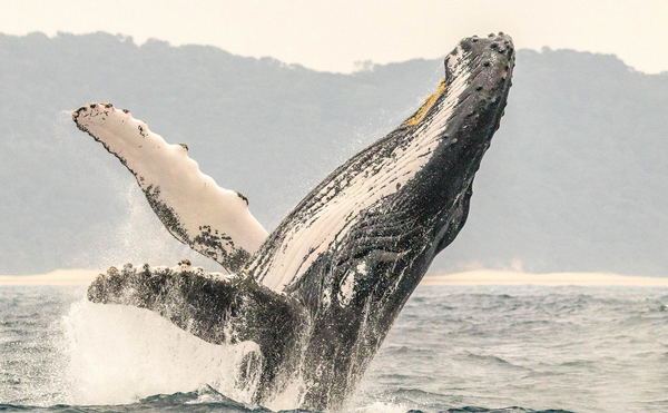 Meeting the gentle ocean giants – whale watching excursions.