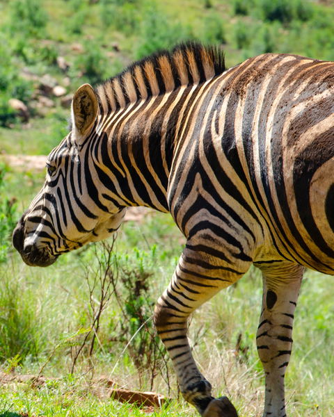 Experience Africa