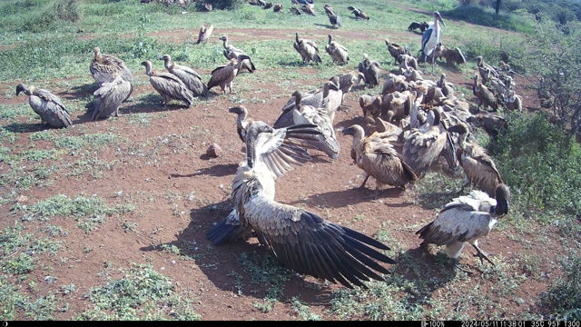 Vulture conservation