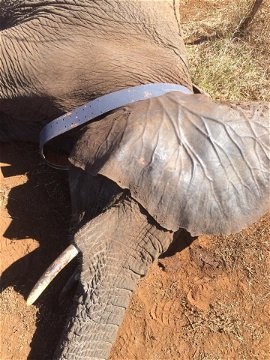 A radio collar was fitted to enable Heike to monitor her closely.