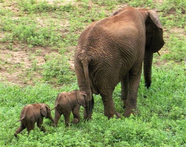 Elephants, twins, rare occurance